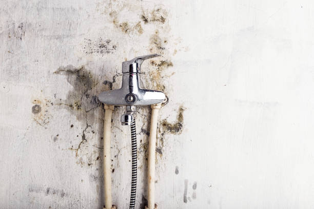  Granvle, IL Mold Removal Pros