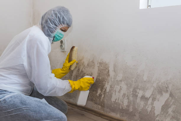 Best Crawl Space Mold Remediation in Granvle, IL