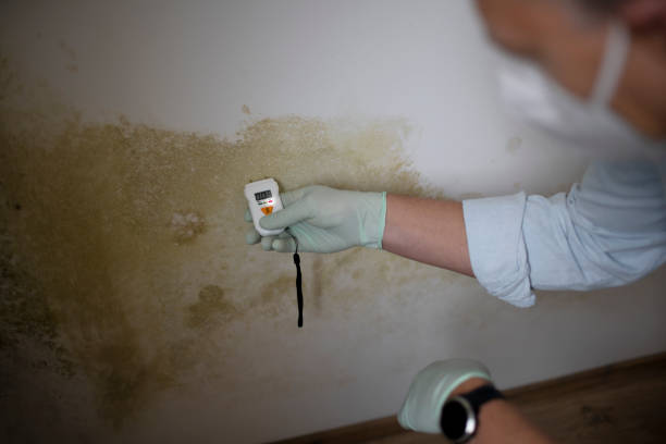 Best Residential Mold Remediation in Granvle, IL