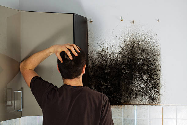 Best Kitchen Mold Remediation in Granvle, IL