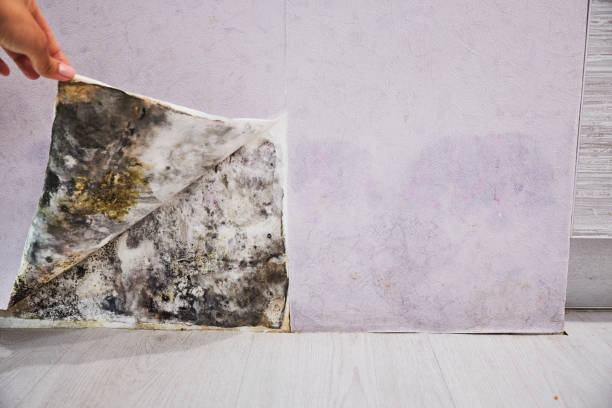 Trusted Granville, IL Mold Remediation Experts